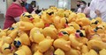 rubber ducks piled on table being prepped by clients